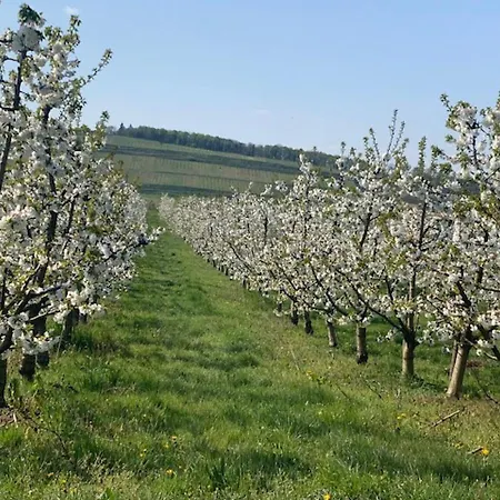 Appartamento Zwischen Rhein Und Reben